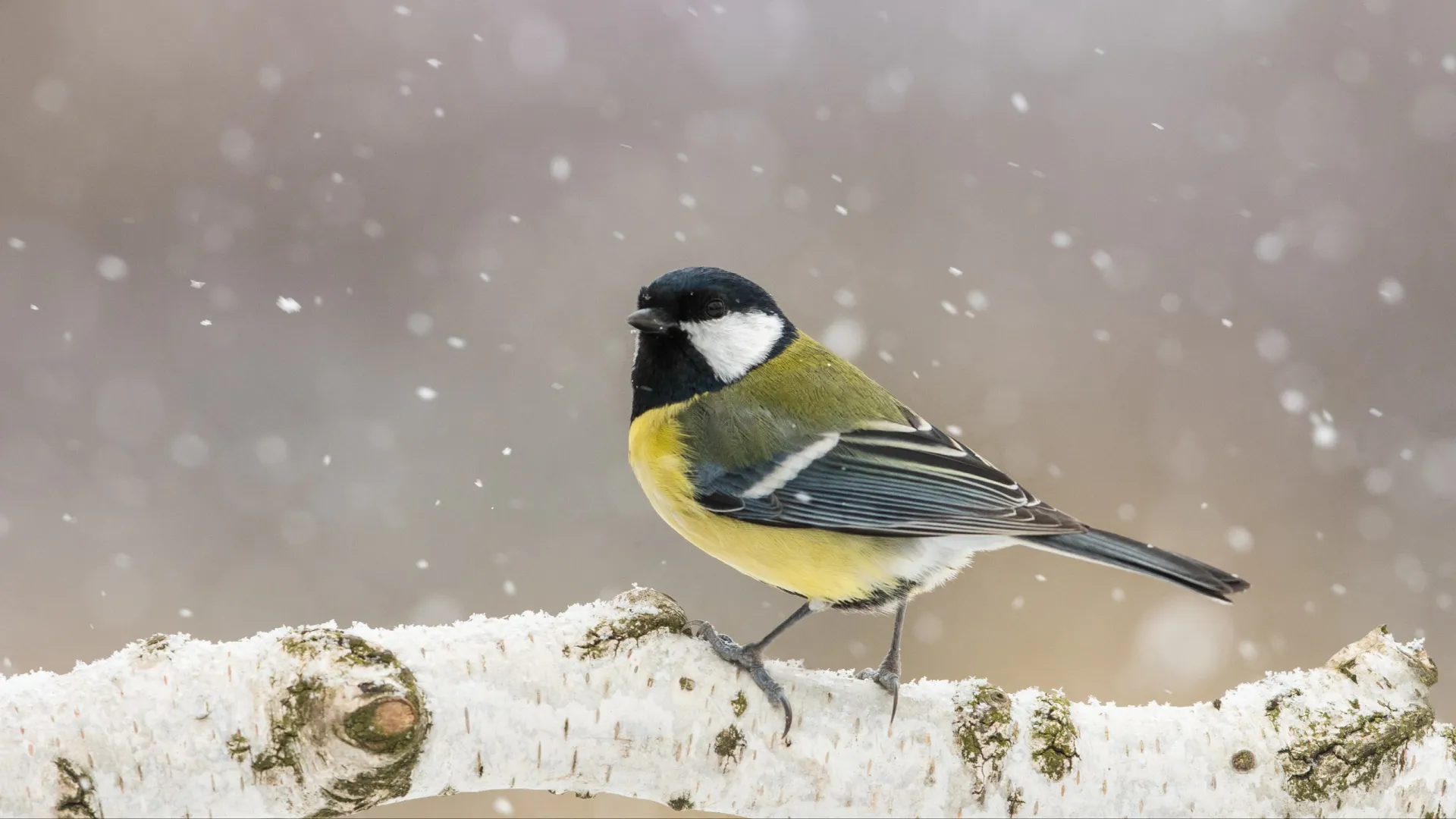 Фото: JaklZdenek/ Shutterstock / Fotodom