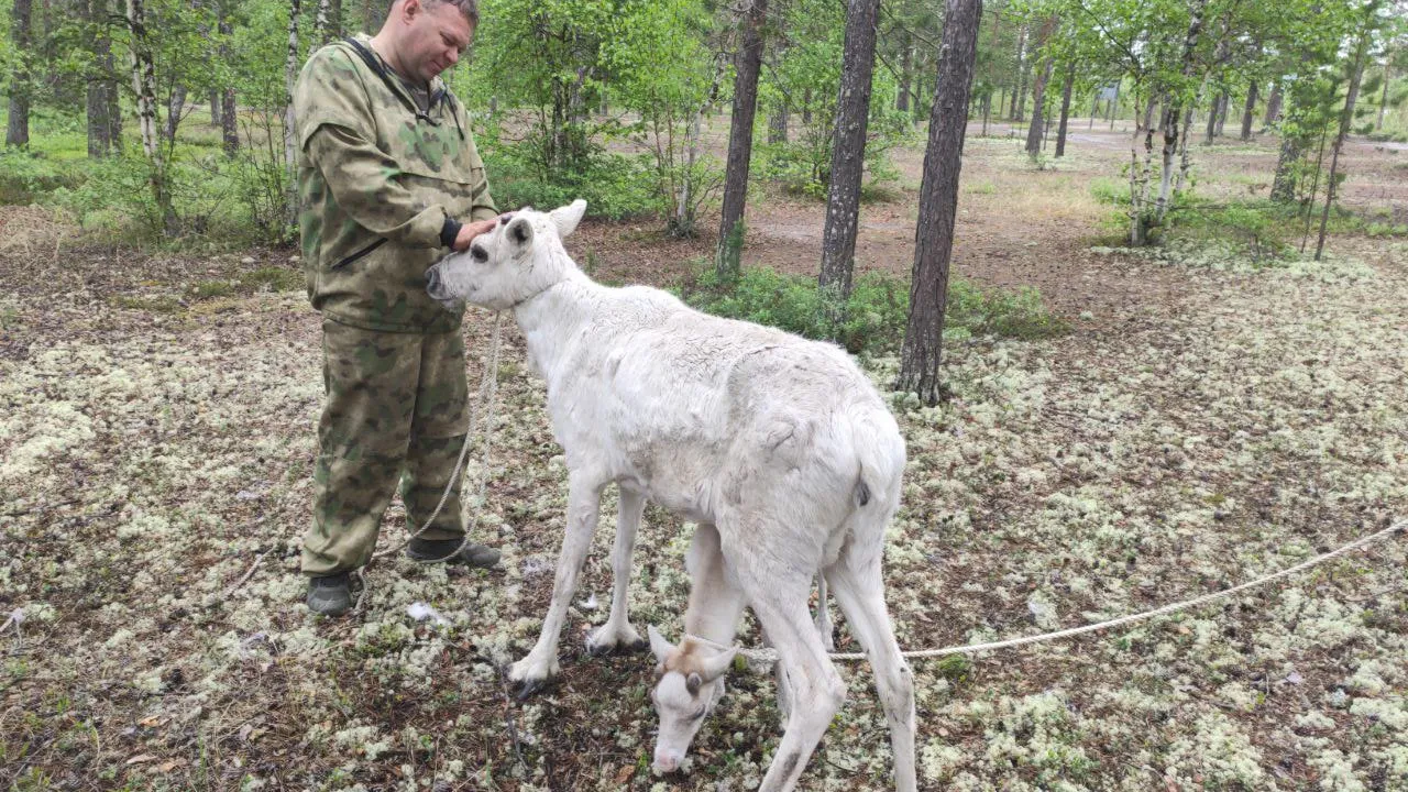 Олениху с детенышем по пути регулярно кормят и выгуливают. Фото: Роман Чернов / "Ямал-Медиа"