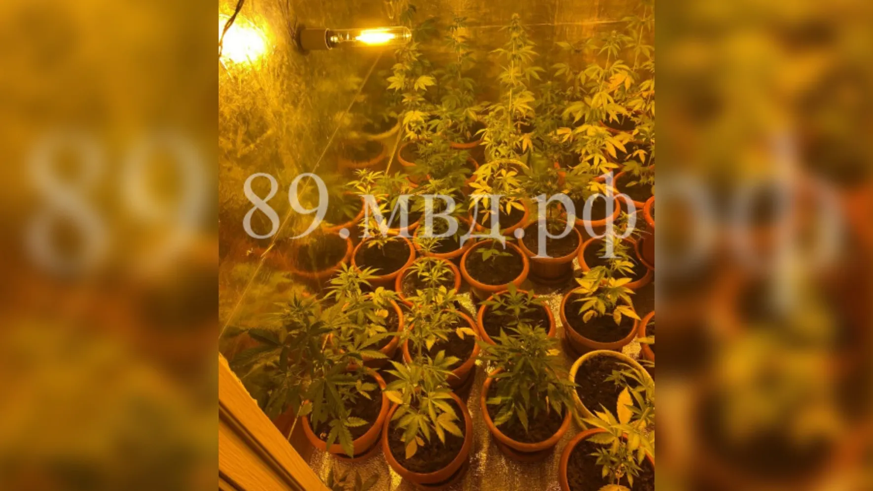 Незадачливому аграрию предстоит ответить по двум статьям Уголовного кодекса. Фото: 89.мвд.рф