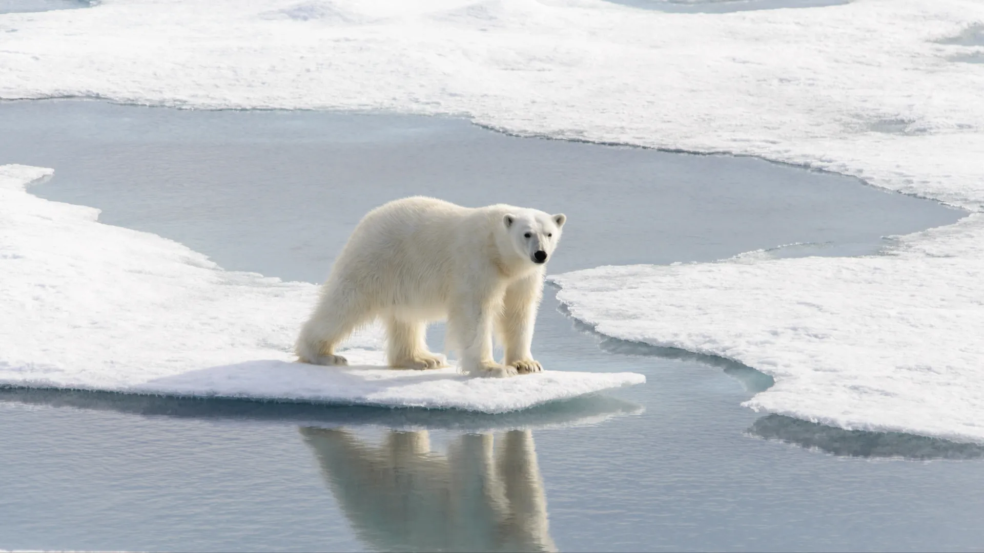 Белые медведи отлично бегают и прекрасно плавают. Фото: Alexey Seafarer / Shutterstock / Fotodom