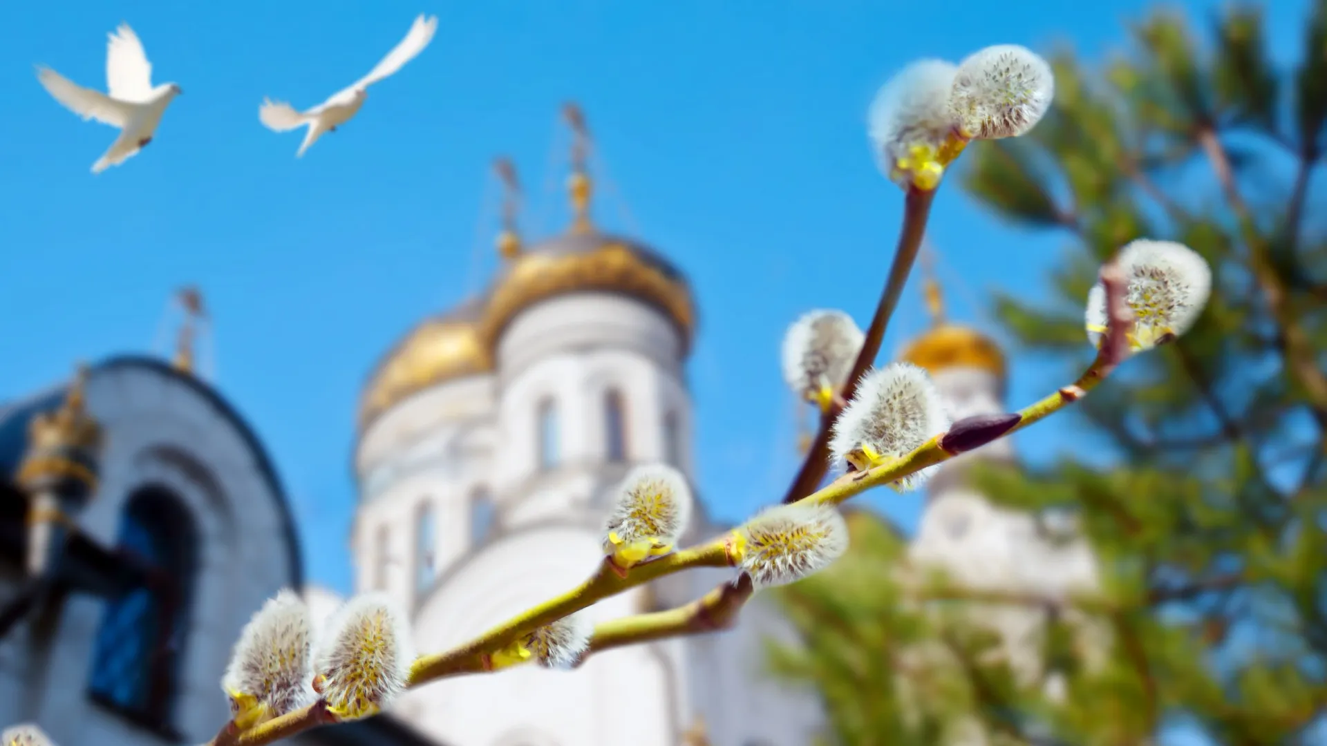 Вербное воскресенье в 2025 году выпадает на 13 апреля. Фото: Tatiana Belova / Shutterstock / Fotodom