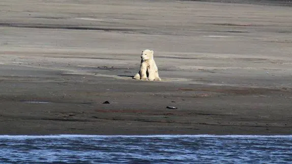 8 августа по другую сторону неширокого пролива появился медвежонок