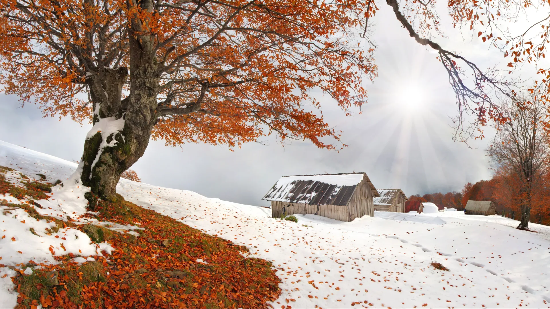 Снегопад пополам с листопадом — типичная Филиппова канитель. Фото: Andrew Mayovskyy / Shutterstock / Fotodom