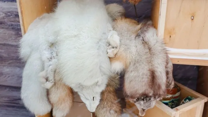 Пушистое «золото». Фото: Андрей Ткачёв / «Ямал-Медиа»