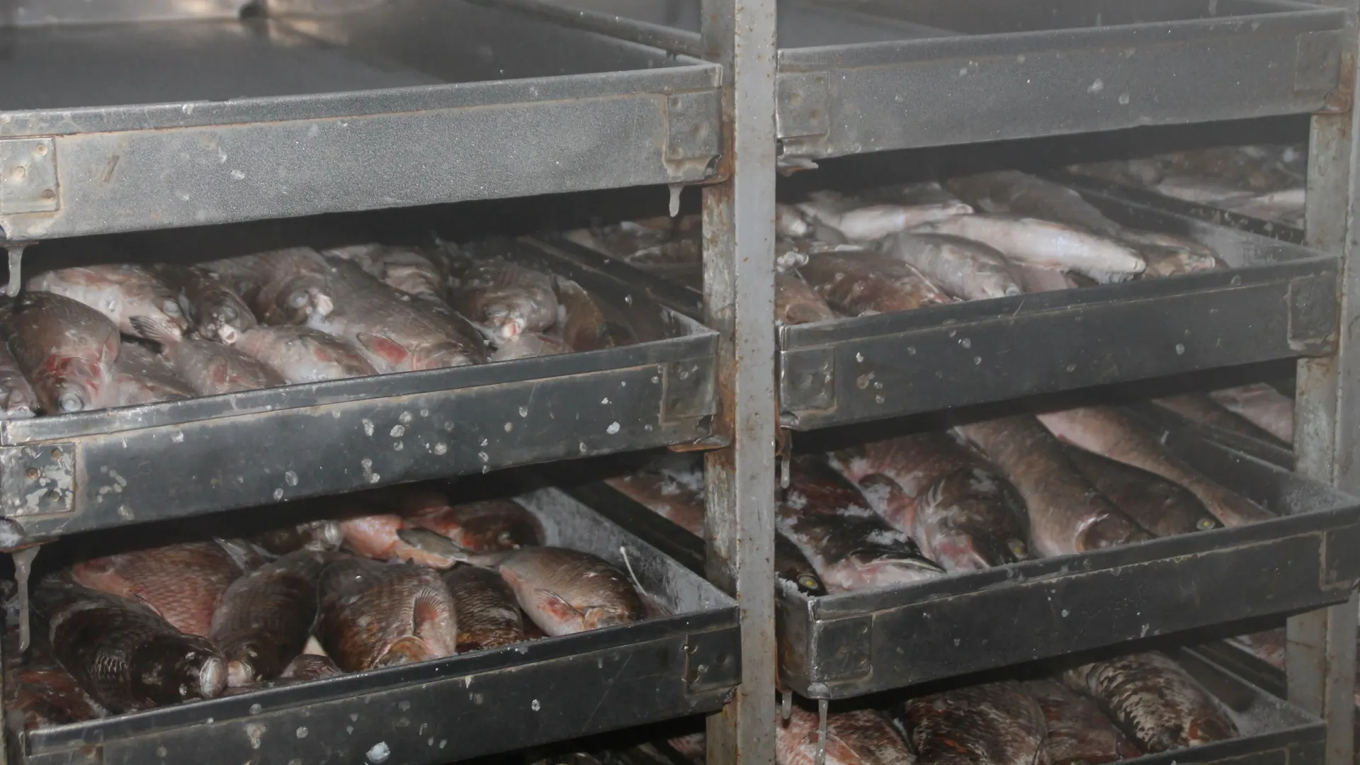 Ямал сохраняет высокий объем вылова и переработки рыбы. Фото: Юлия Чудинова / «Ямал-Медиа»