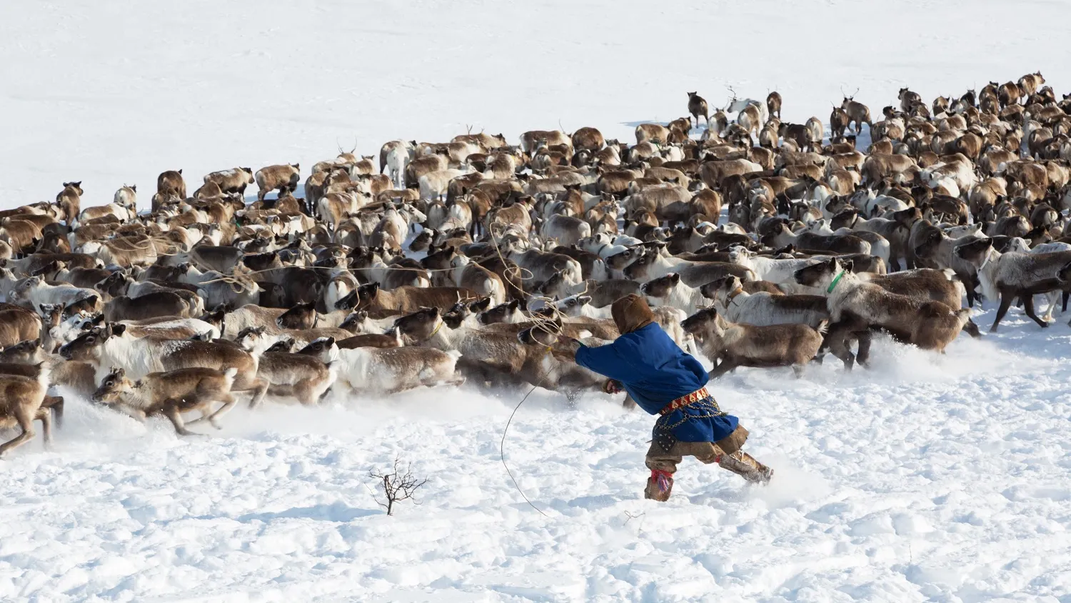 Самое сложное - поймать оленя. Фото: Shchipkova Elena / shutterstock.com / Fotodom