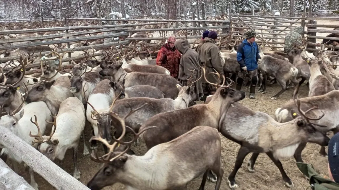 Шурышкарские оленеводы сдают на забой чипированных и вакцинированных животных. Фото: vk.com/popovolegshur