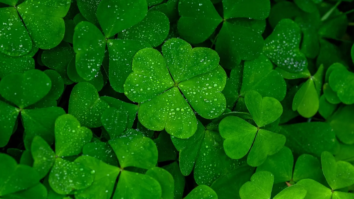 Фото: Nadya So / shutterstock.com / Fotodom