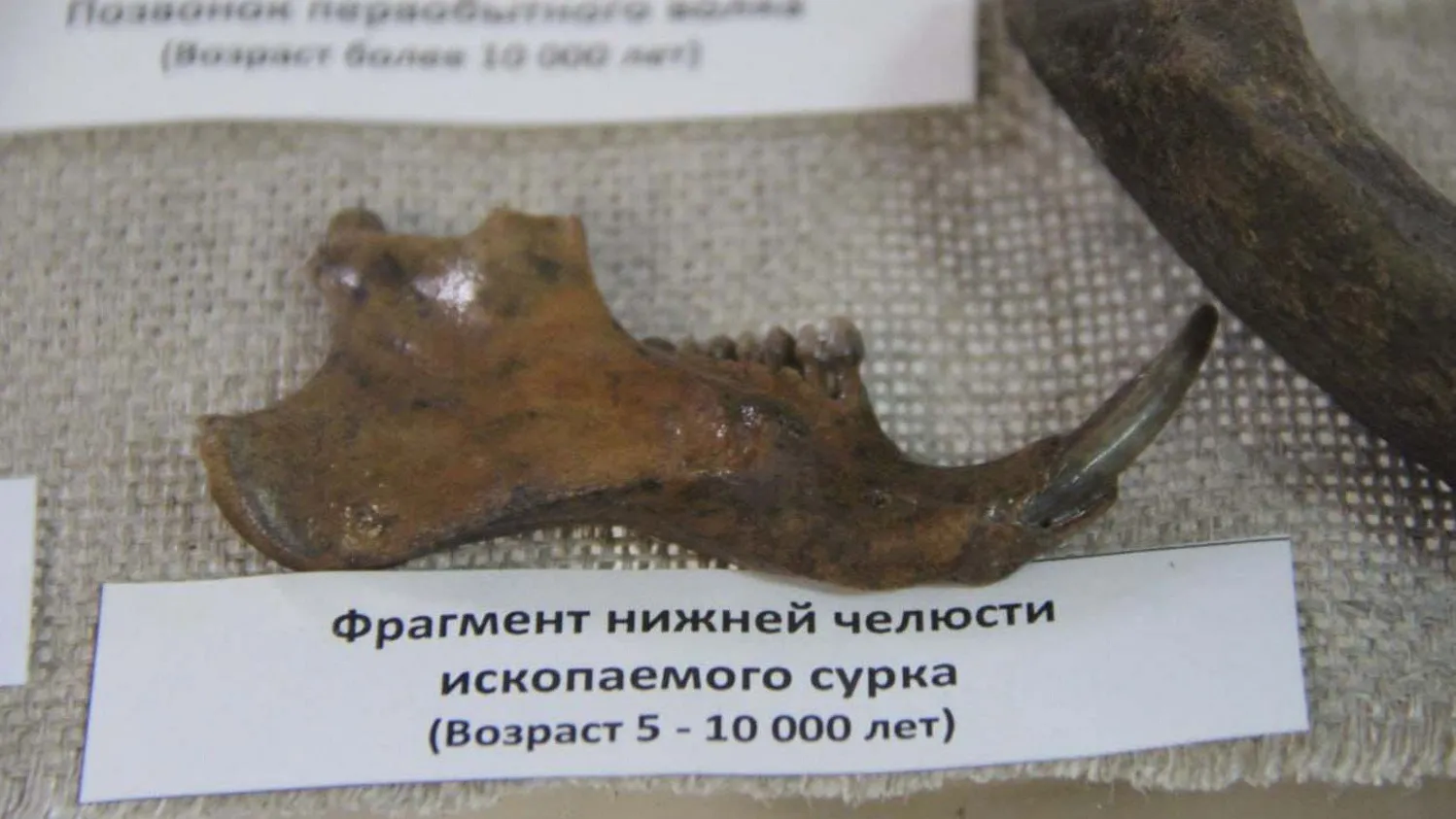 Фрагмент нижней челюсти ископаемого сурка (возраст 5–10 000 лет). Фото: предоставлено из личного архива Ивана Бычкова