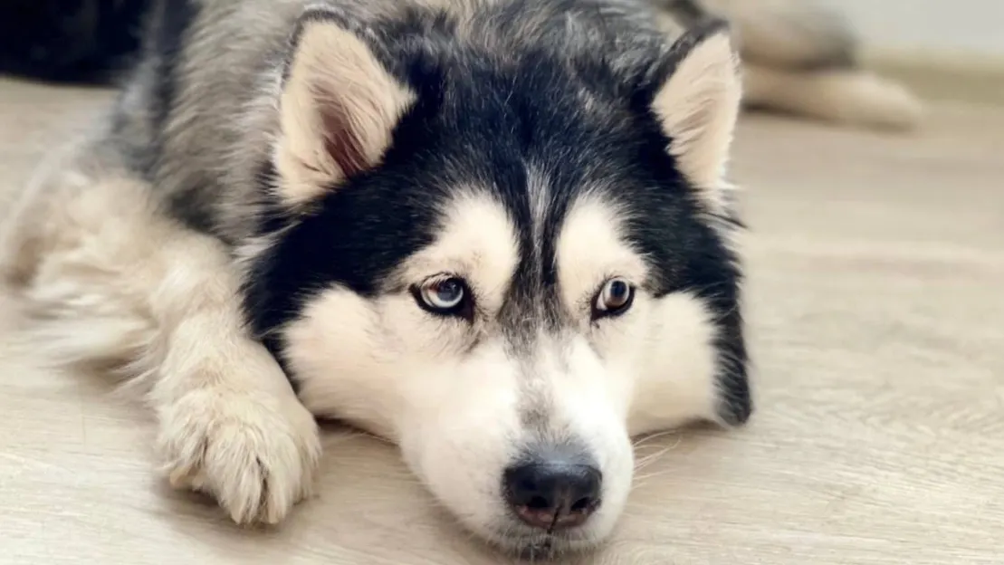 Животные будут тосковать по хозяевам, но не останутся без присмотра. Фото: t.me/vet_yanao