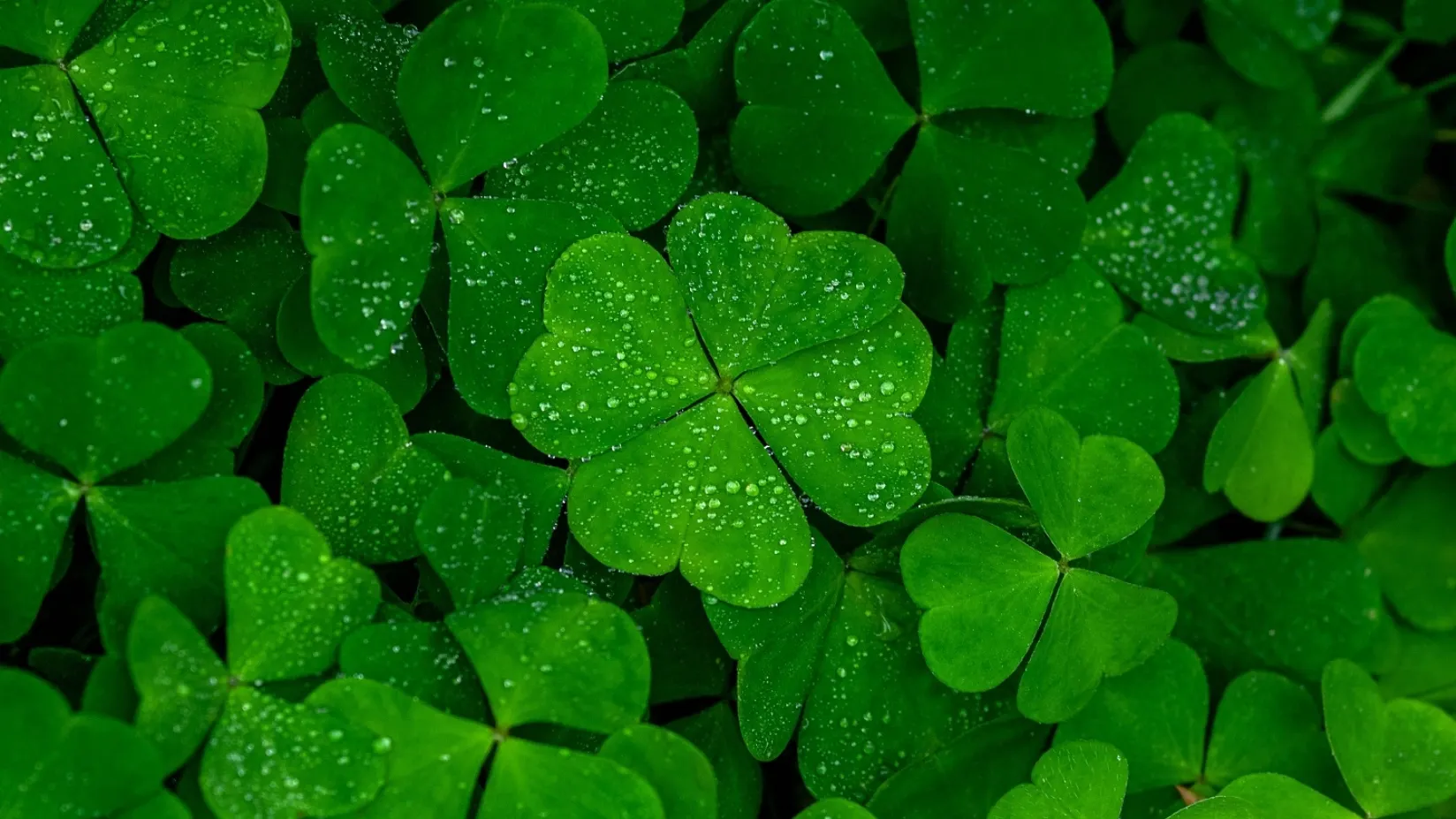 Фото: Nadya So / shutterstock.com / Fotodom