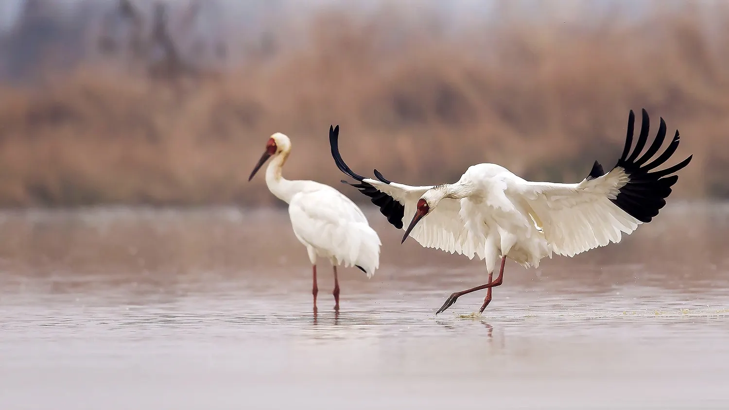 Фото: Wang LiQiang / shutterstock.com