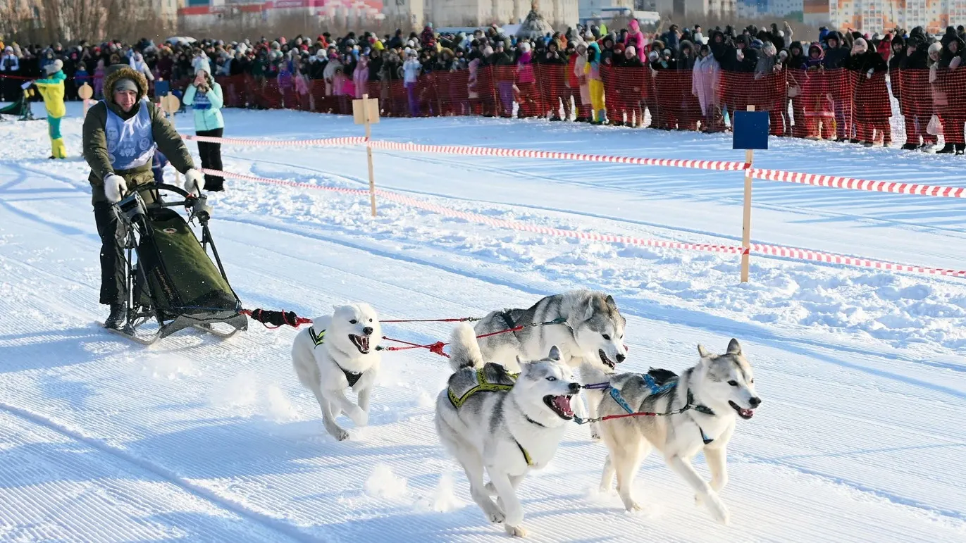 Шустрые снежные псы лихо тянули сани. Фото: vk.com/yanao_ru