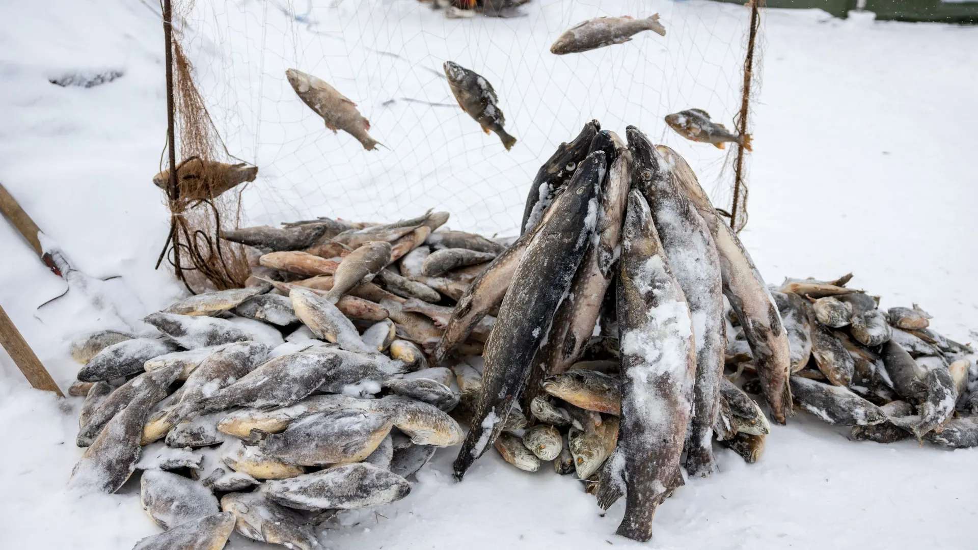 Свежая рыба обычно быстро находит покупателя. Фото: Фёдор Воронов / «Ямал-Медиа»