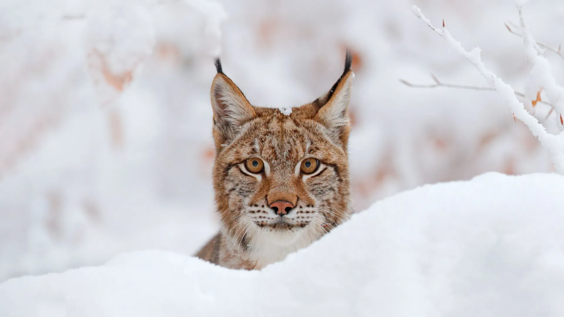 Фото: Ondrej Prosicky/Shutterstock/Fotodom