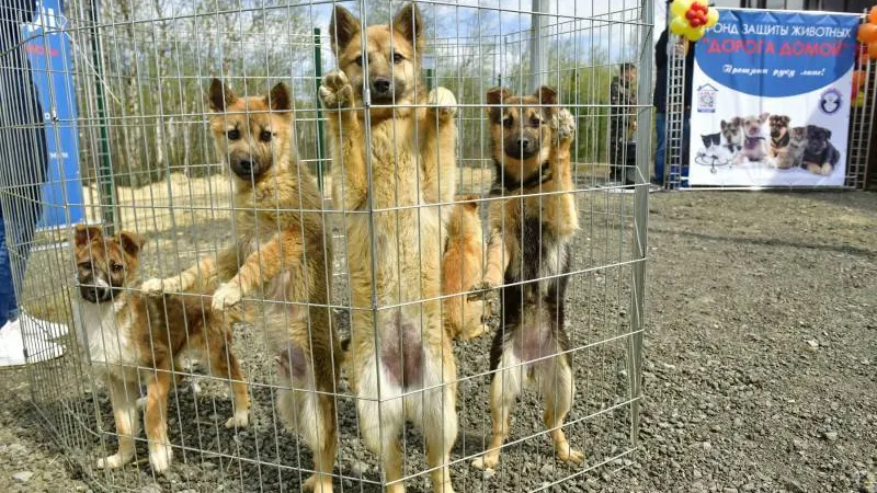 Фото: Андрей Ткачёв / «Красный Север»