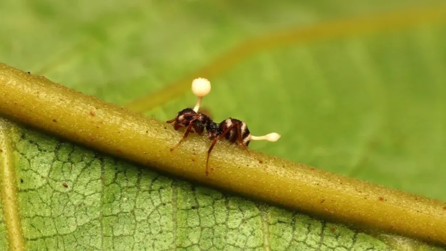Проросший в теле муравья кордицепс. Фото: Rezamonium / Shutterstock / Fotodom