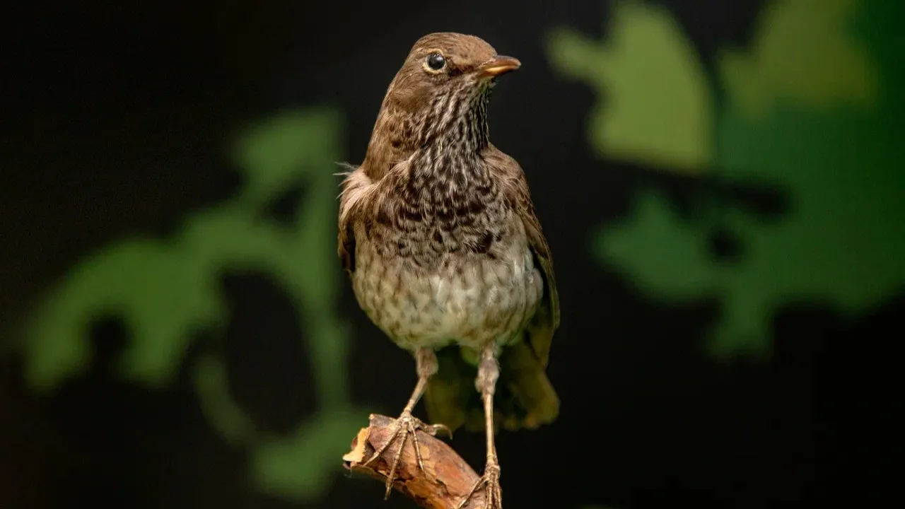 Экспонат выставки «Через центр России к Карскому морю». Фото: предоставлено из личного архива Дания Соболева