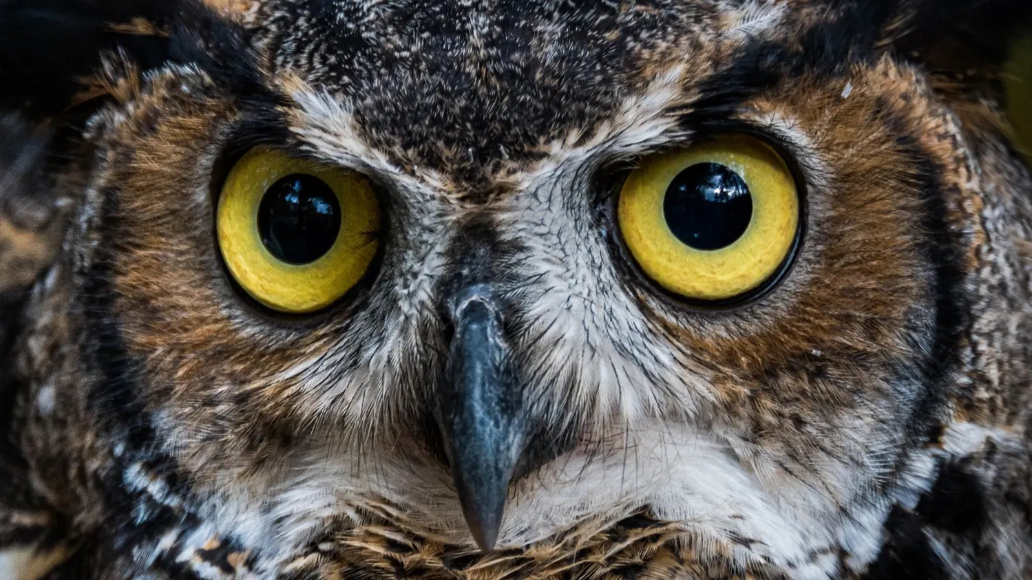 Фото: gmeland / shutterstock.com