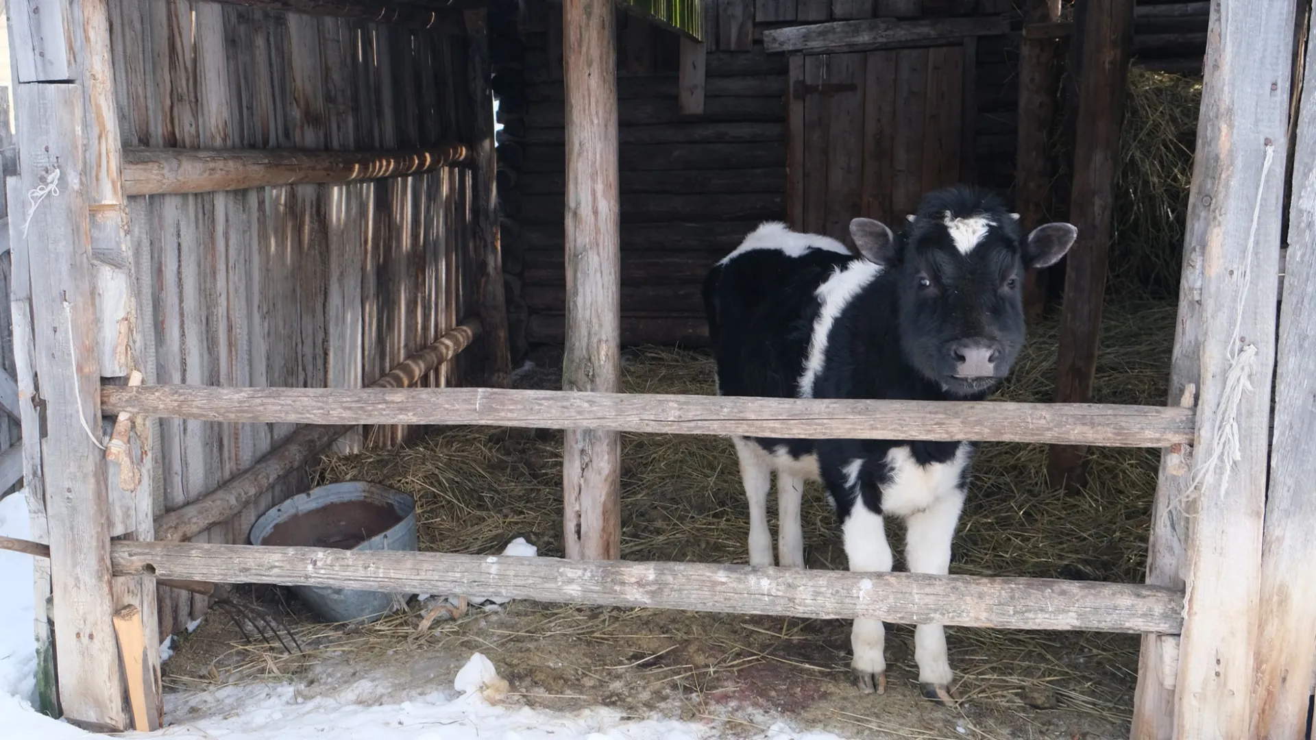 Аңкем-асем уӆты сыс вой тайсаңан: ӆоват, мисат. Хор: Альбина Тырлина.