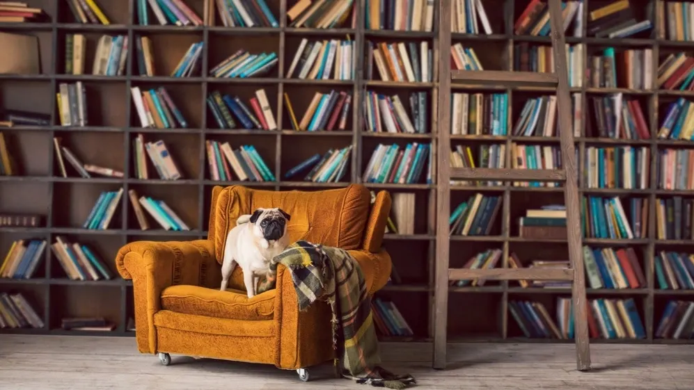 Каждой книжке - свое место и должное внимание. Фото: Iryna Kalamurza/ shutterstock.com / Fotodom