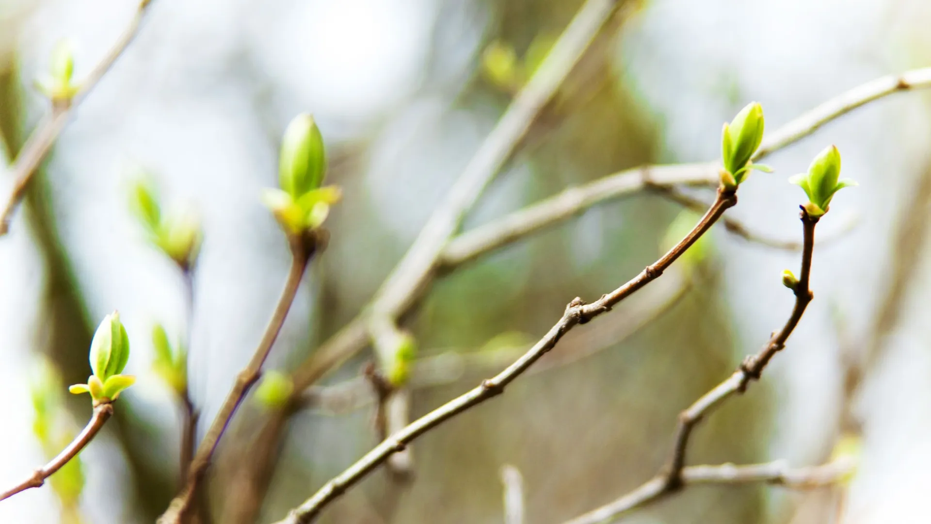 Фото: Vira Mylyan-Monastyrska / Shutterstock / Fotodom