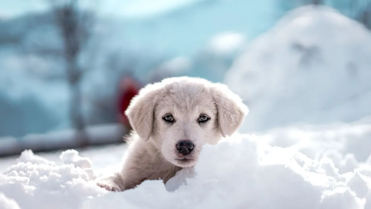 Фото: Travelyourway.th/Shutterstock/Fotodom