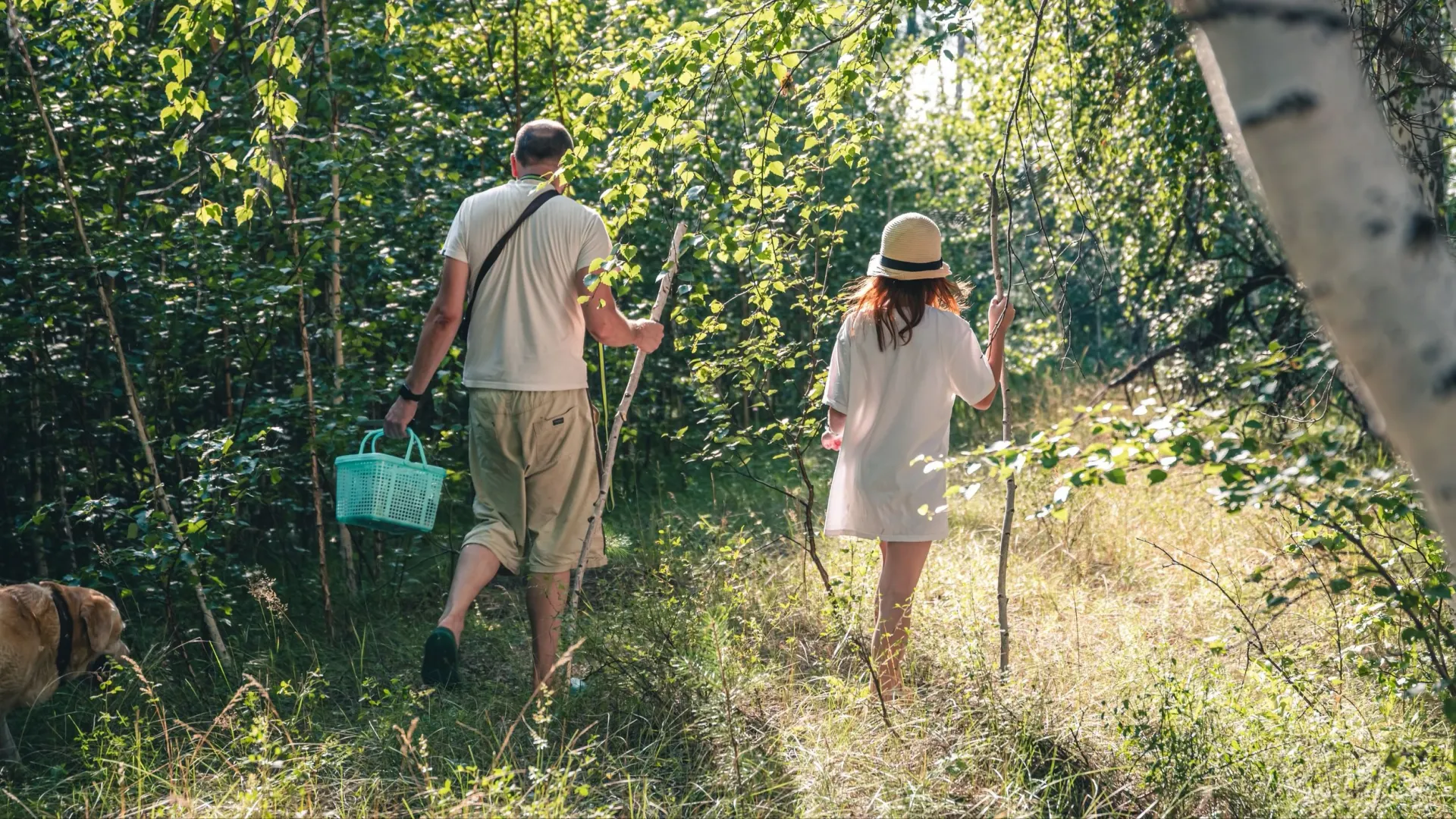 Волнушки можно встретить в любом лесу. Фото: Olga Ilina / Shutterstock / Fotodom