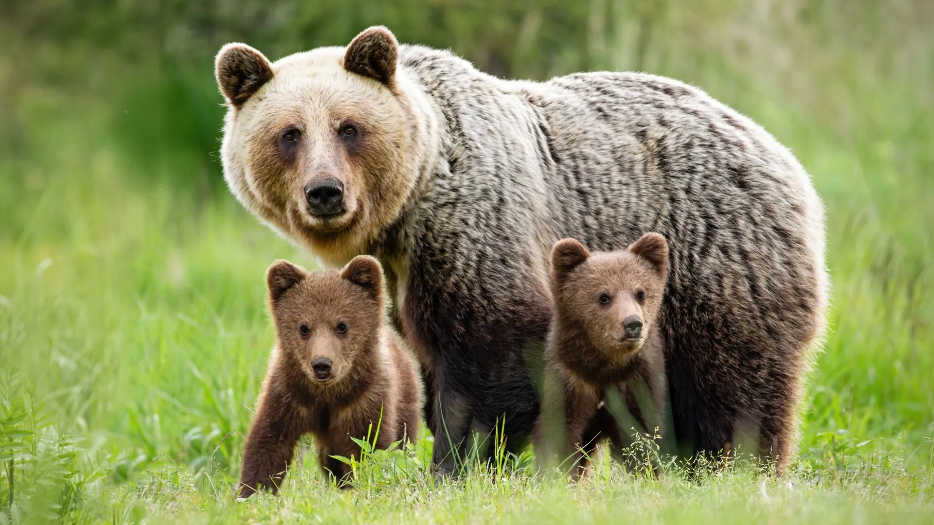 Медведица всегда стоит на защите своих медвежат. Фото: WildMedia/Shutterstock/Fotodom