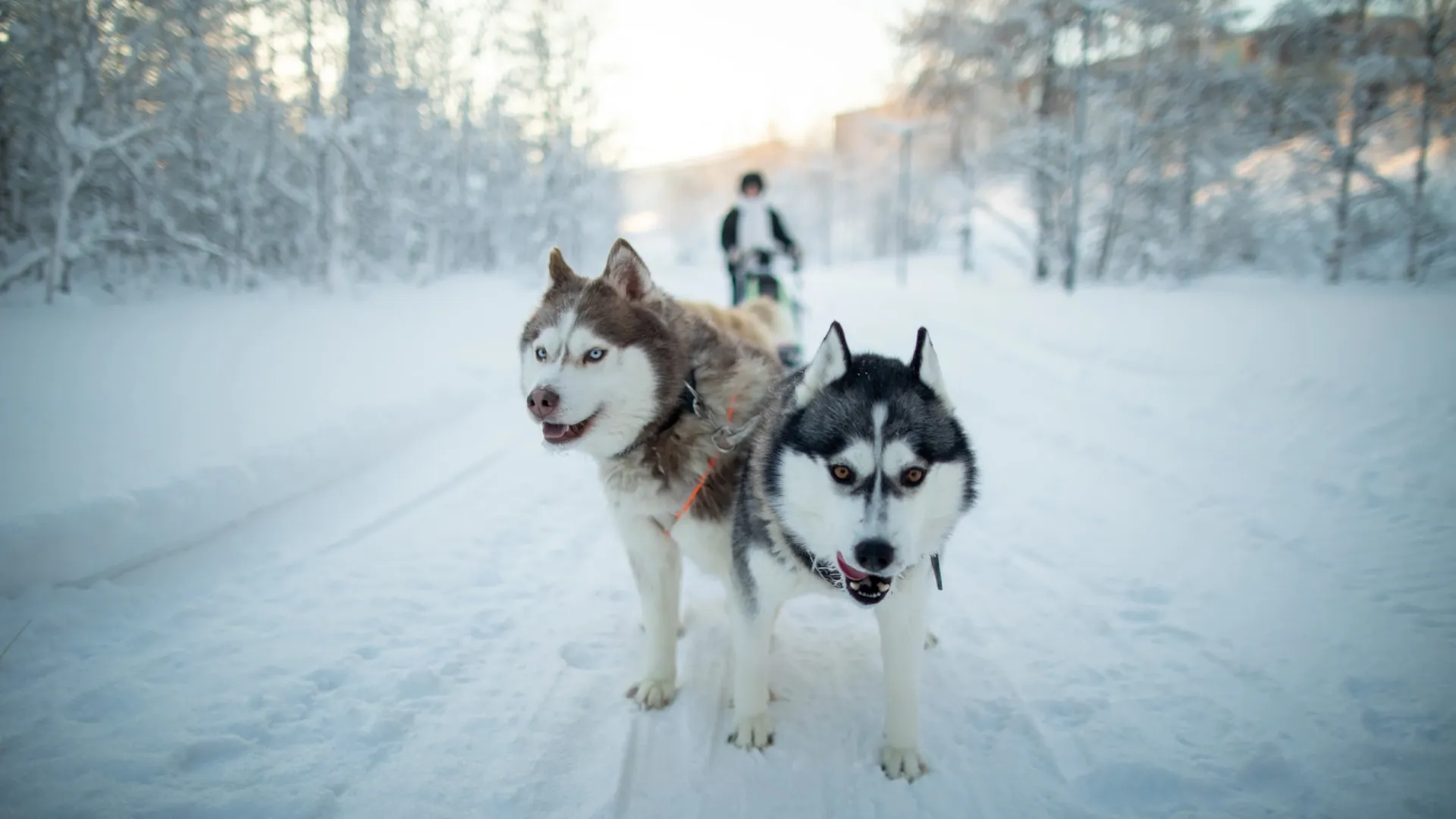 Дельта и Тундра в упряжке. Фото: предоставлено из личного архива Булата Закирова