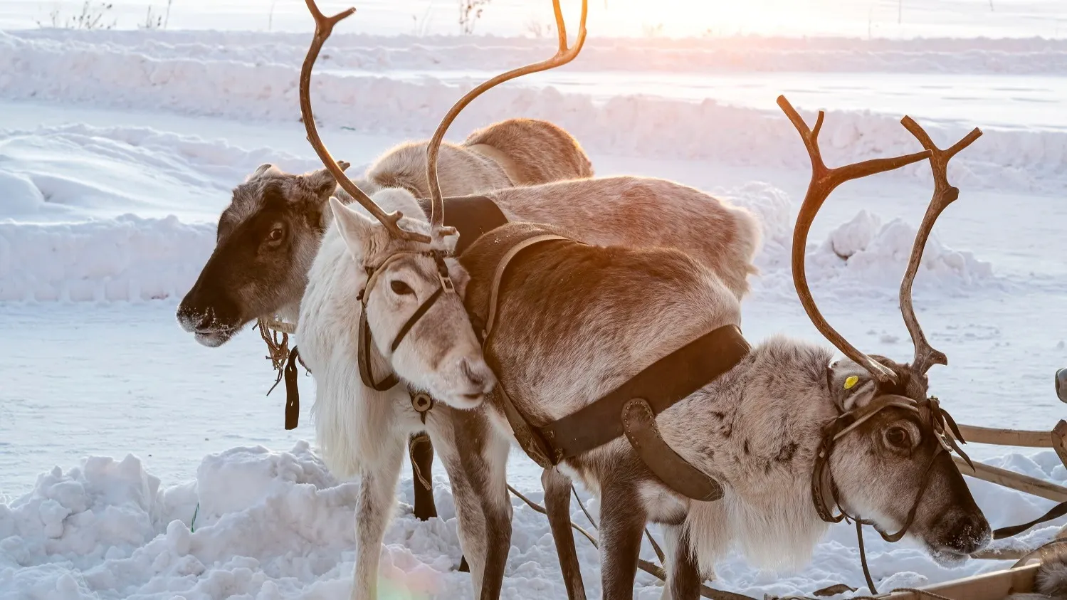 Фото: golubka57 / shutterstock.com / Fotodom