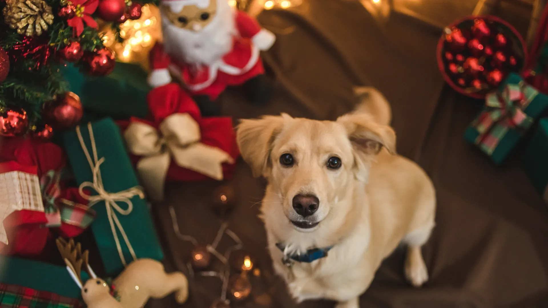 Фото: robertos0621/Shutterstock/Fotodom