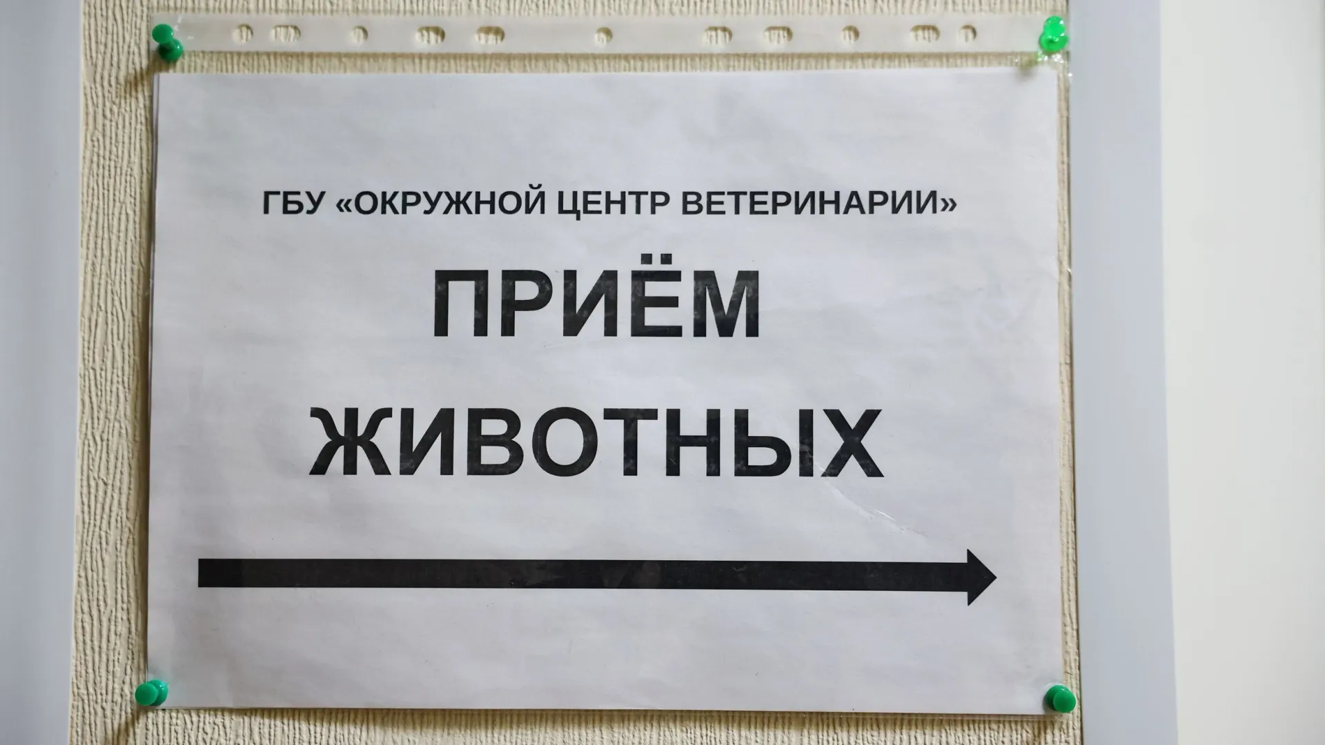 На Ямале домашних питомцев можно стерилизовать бесплатно. Фото: Андрей Ткачёв / «Ямал-Медиа»