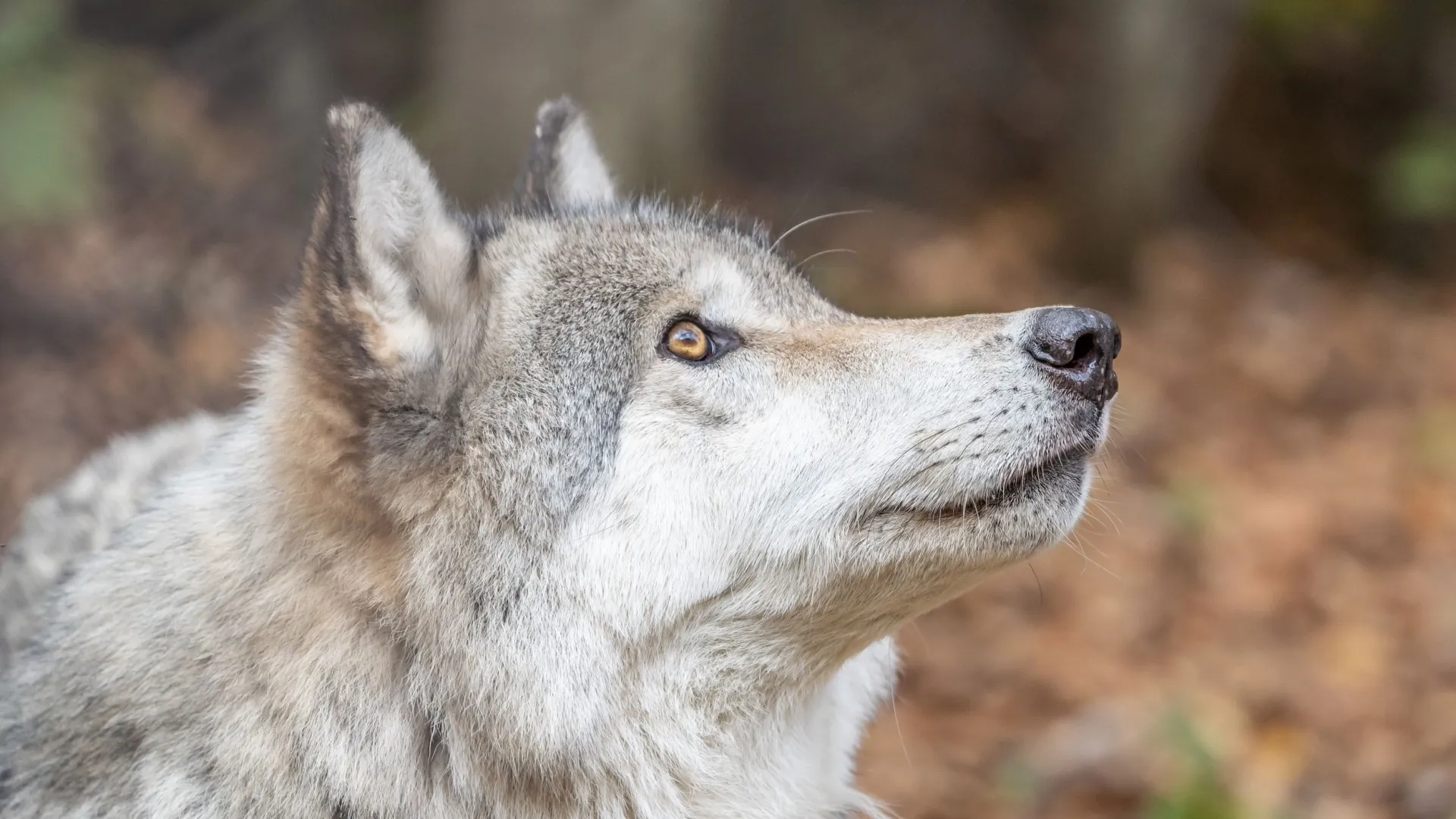 Волк — свободолюбивый и независимый. Фото: Amy Lutz/Shutterstock/Fotodom