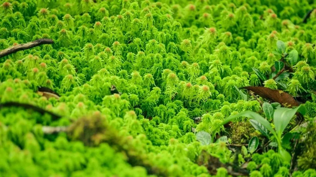Фото: Fahron / shutterstock.com / Fotodom