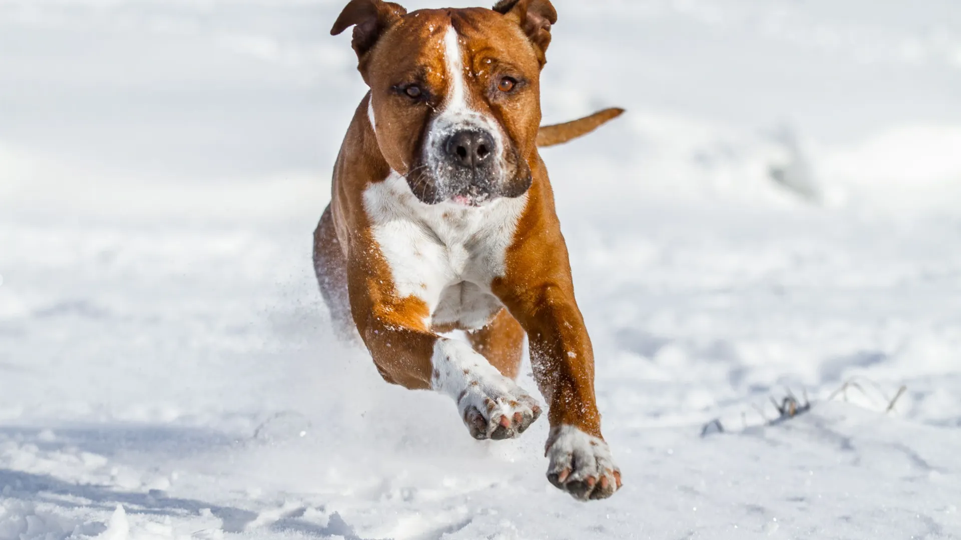 Фото: Aneta Jungerova/Shutterstock/Fotodom