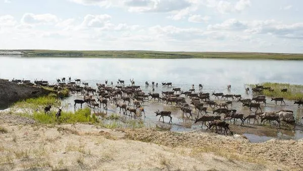 КРАСНЫЙ СЕВЕР