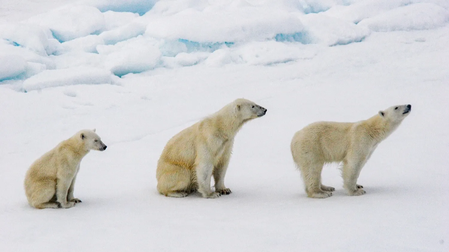 Белые медведи. Фото: предоставлено из личного архива Михаила Денисова