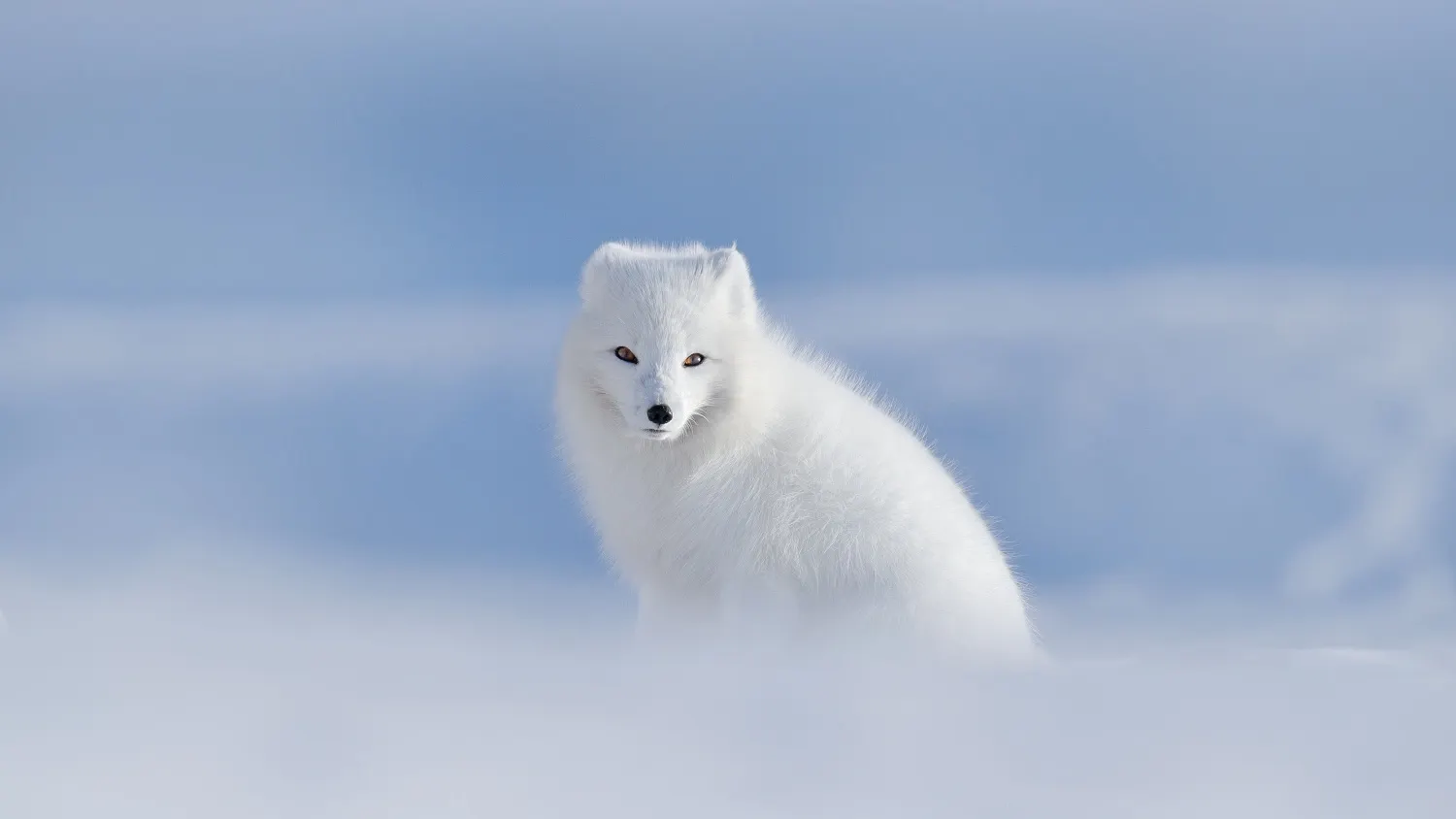 Если дикий зверь вышел к людям - это не к добру. Фото: Ondrej Prosicky / shutterstock.com / Fotodom