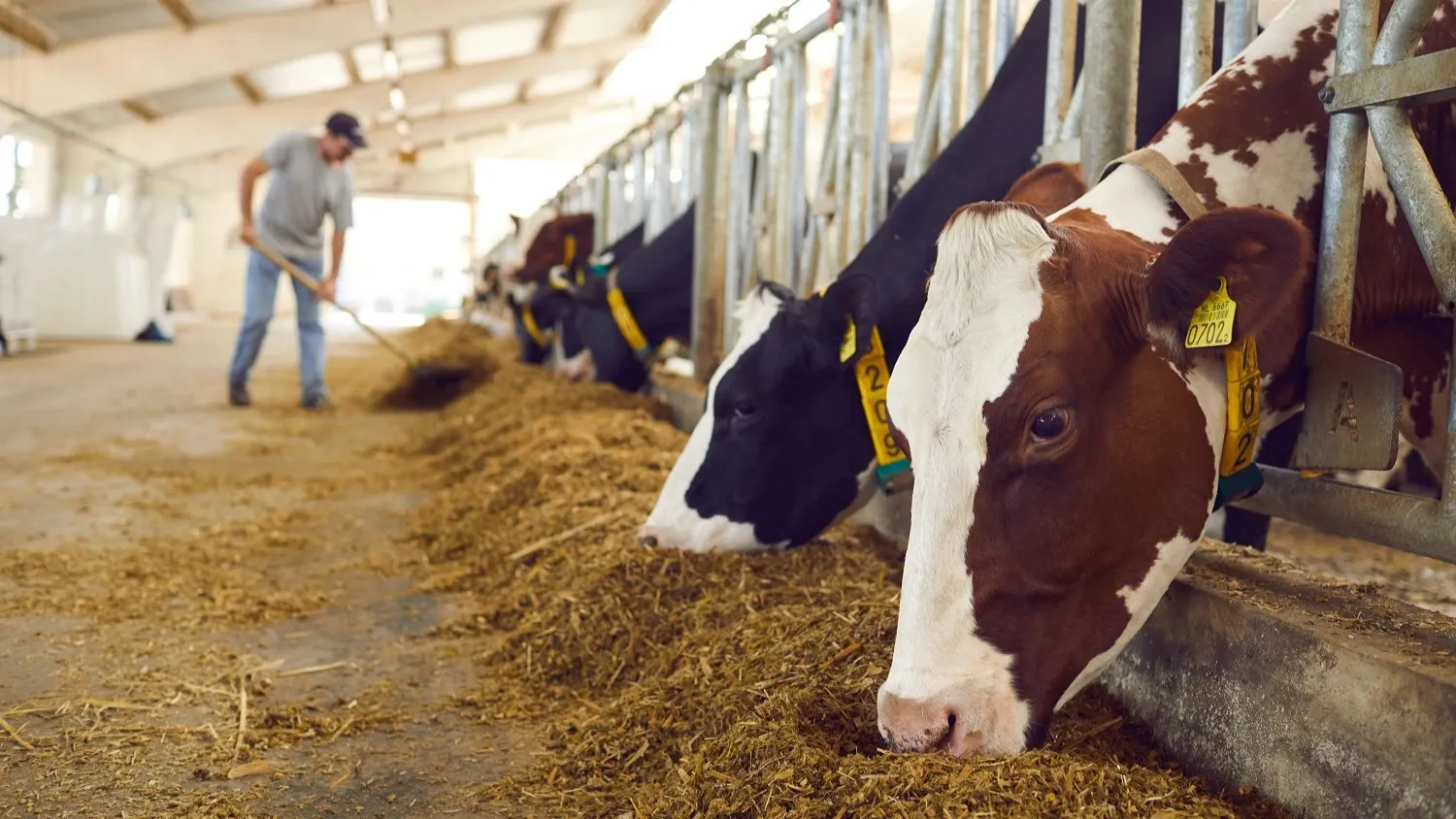 Рабочий день бригадира молочно-товарной фермы начинался в пять утра и продолжался до позднего вечера. Фото: Studio Romantic / shutterstock.com / Fotodom