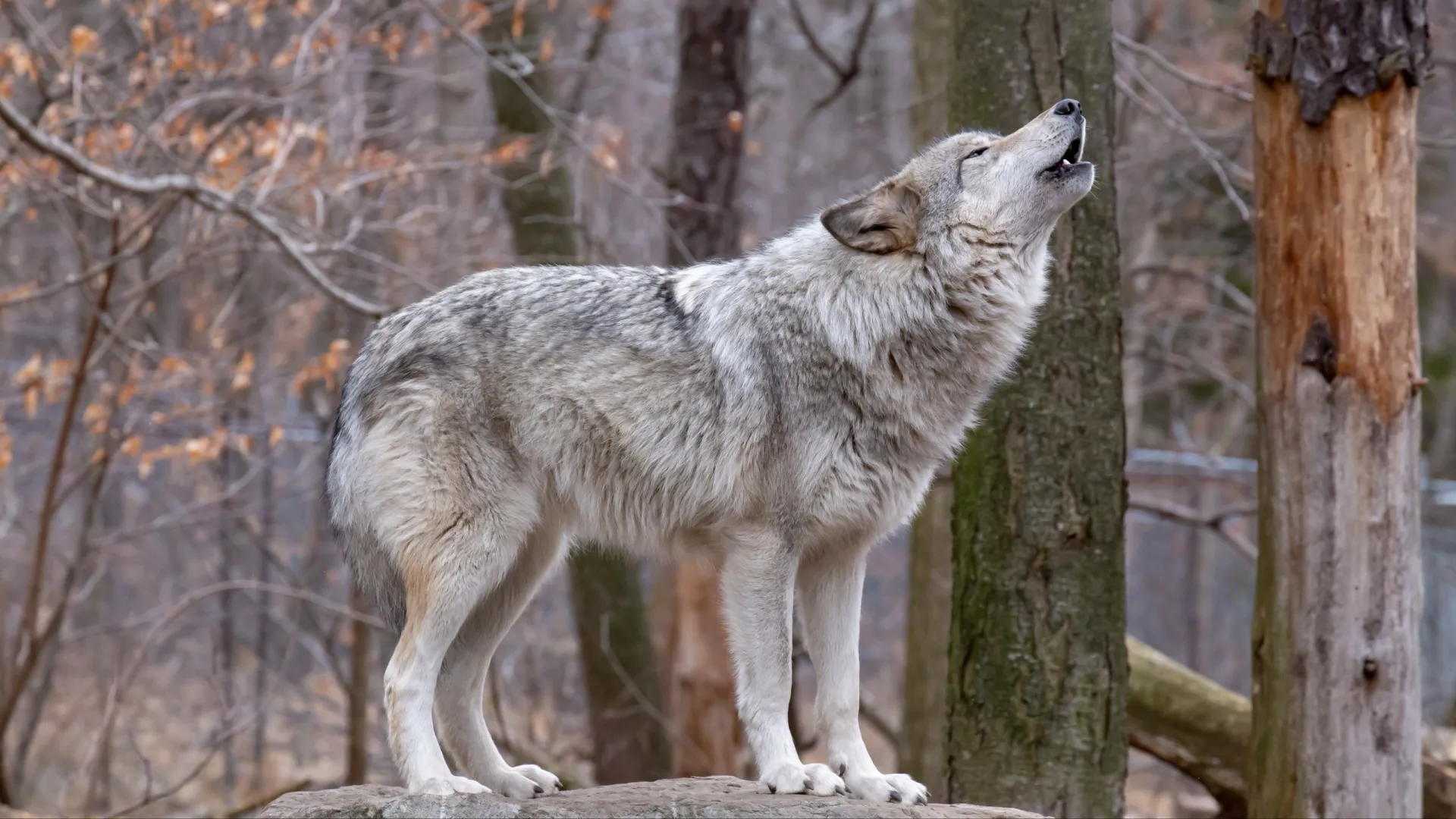 Волки воют к холодам. Фото: Allison Coffin / Shutterstock / Fotodom