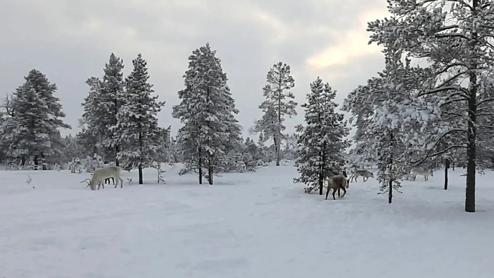 Фото: Андрей Пяк / Няръяна Нгэрм