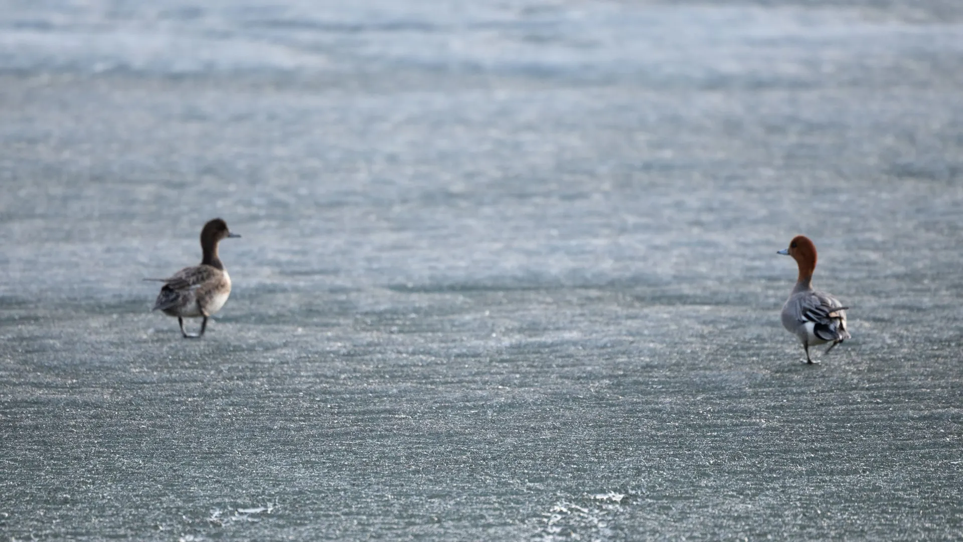 Выход на лед водоема всегда опасен. Фото: Фёдор Воронов / "Ямал-Медиа"