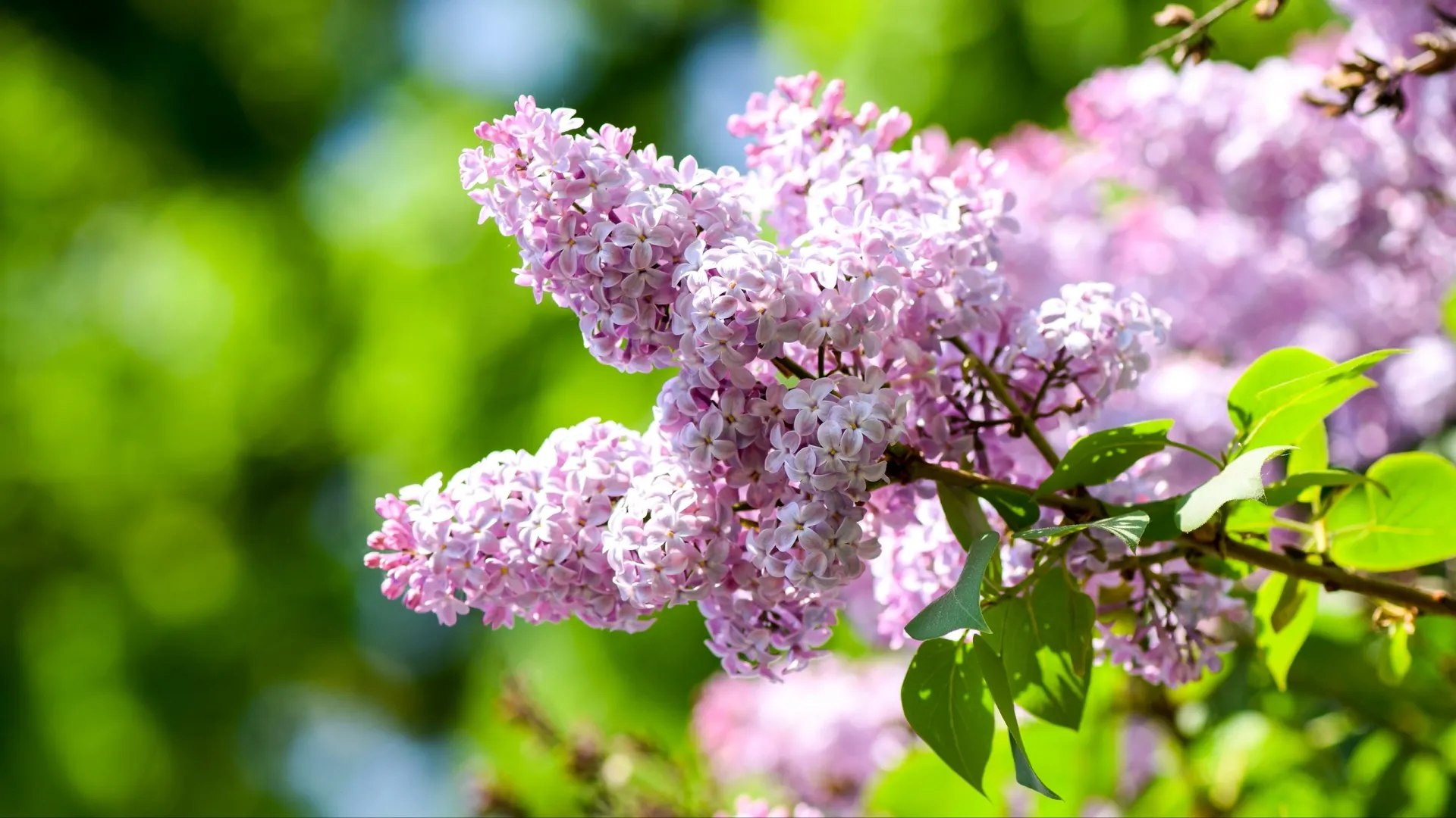 Фото: Sisika / Shutterstock / Fotodom