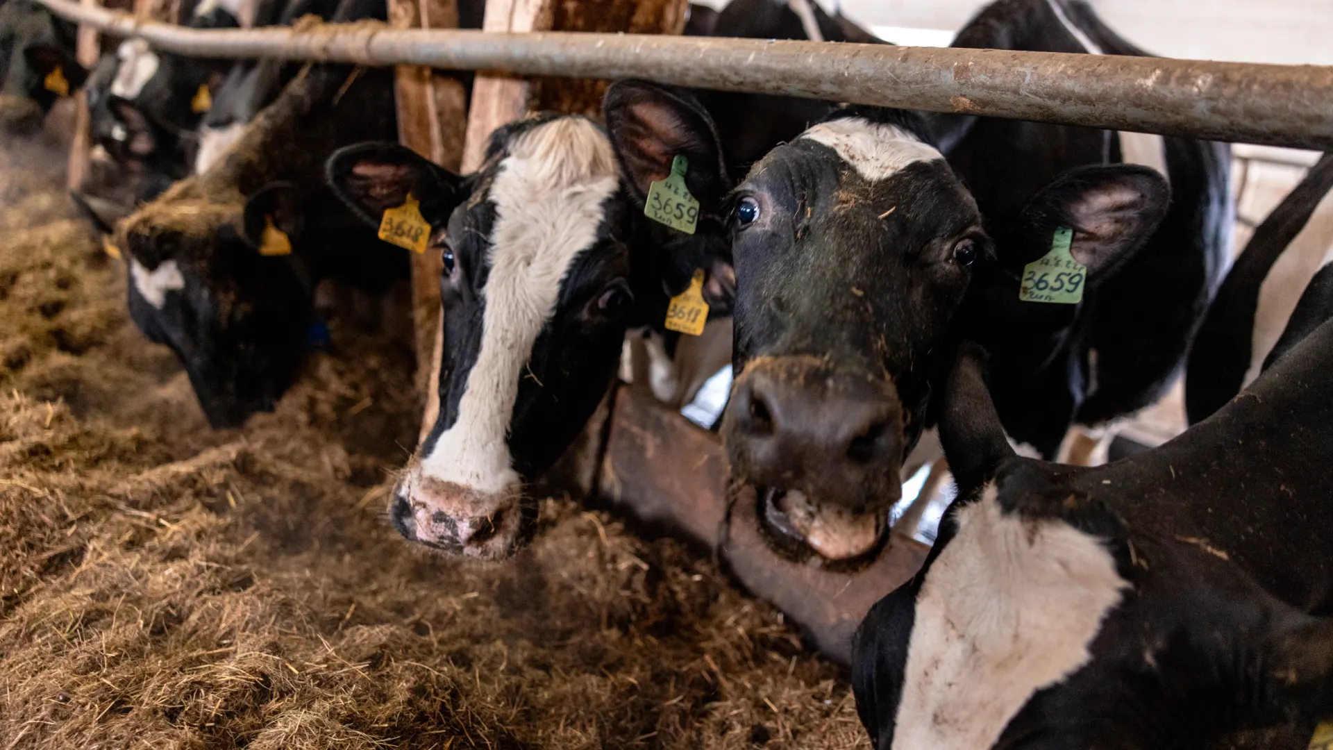 Фото: Сергей Зубков / «Ямал-Медиа»