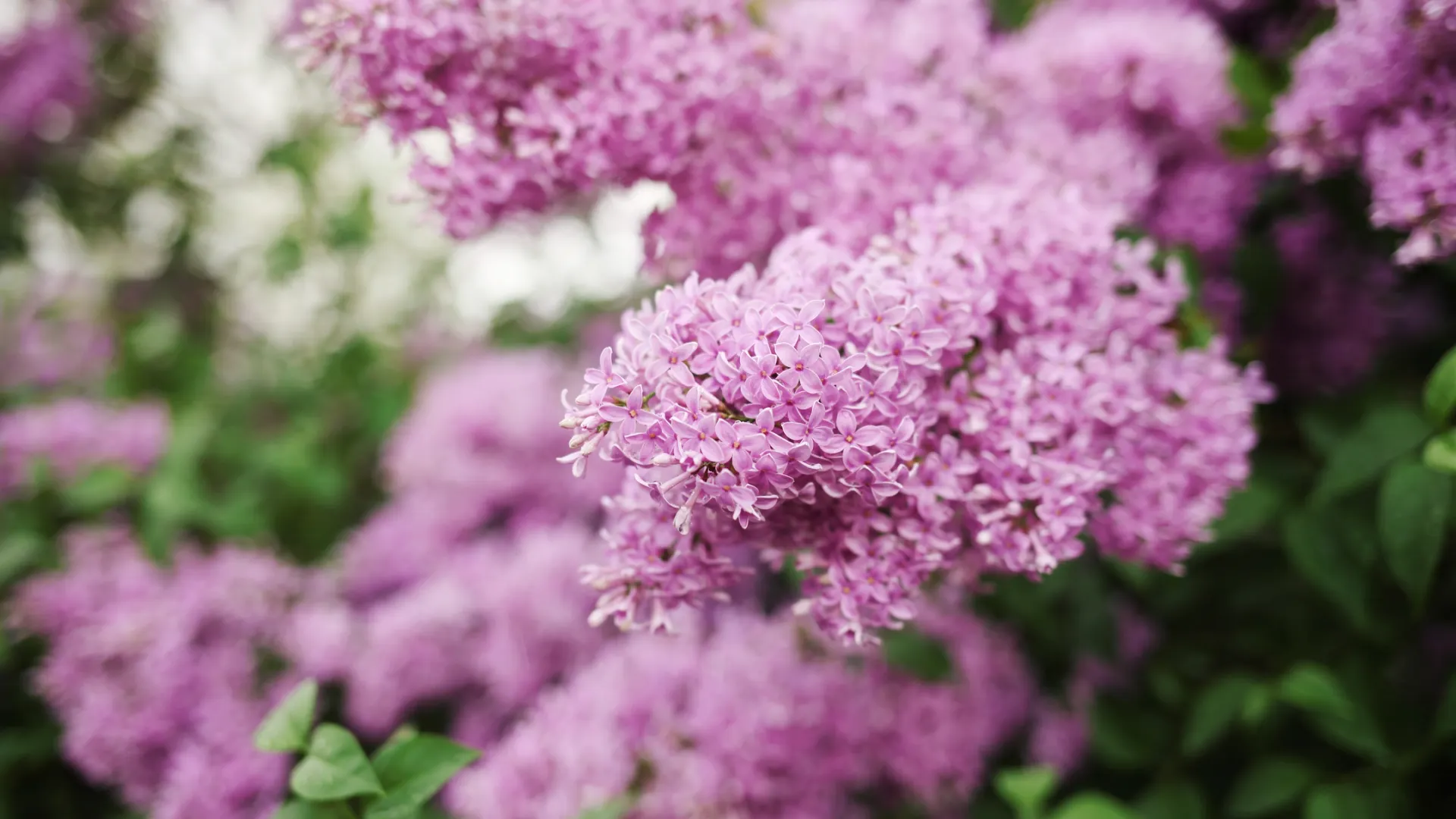 Фото: Kseniia Perminova / Shutterstock / Fotodom