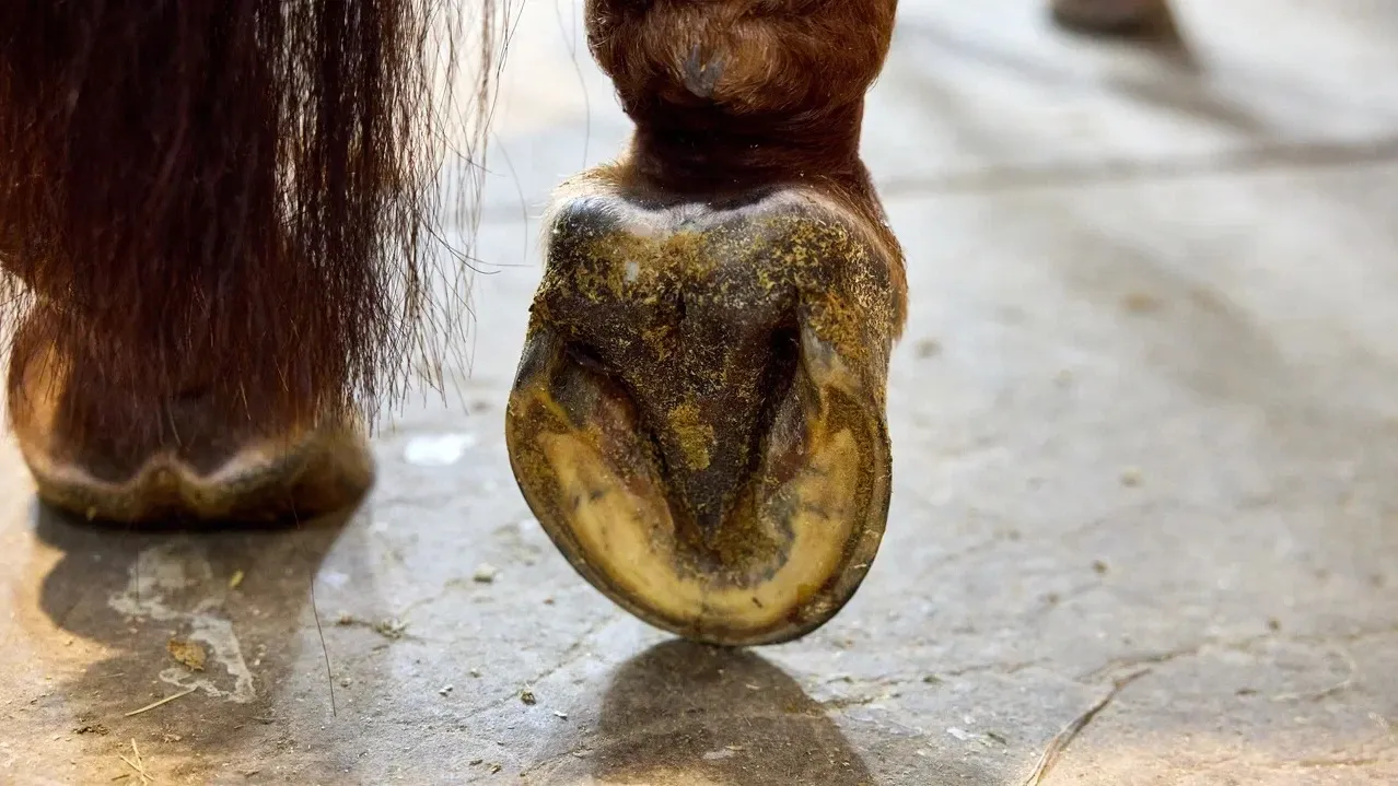 Подковы нужны не всегда. Фото: Юрий Здебский / «Ямал-Медиа»