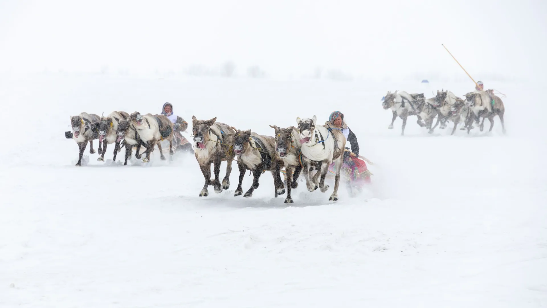 Фото: Василий Петров / «Ямал-Медиа»