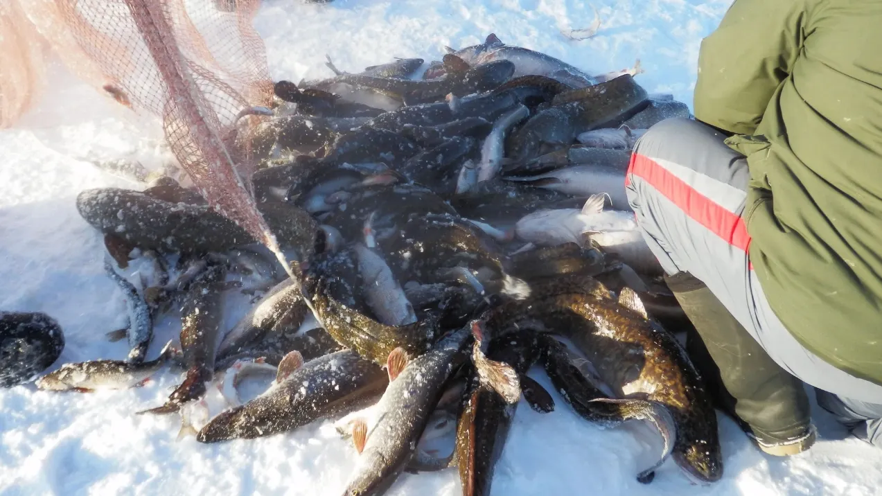В зимнюю путину на Ямале ловят щуку, налима, плотву и язя. Фото: Владимир Ганчерко / "Ямал-Медиа"