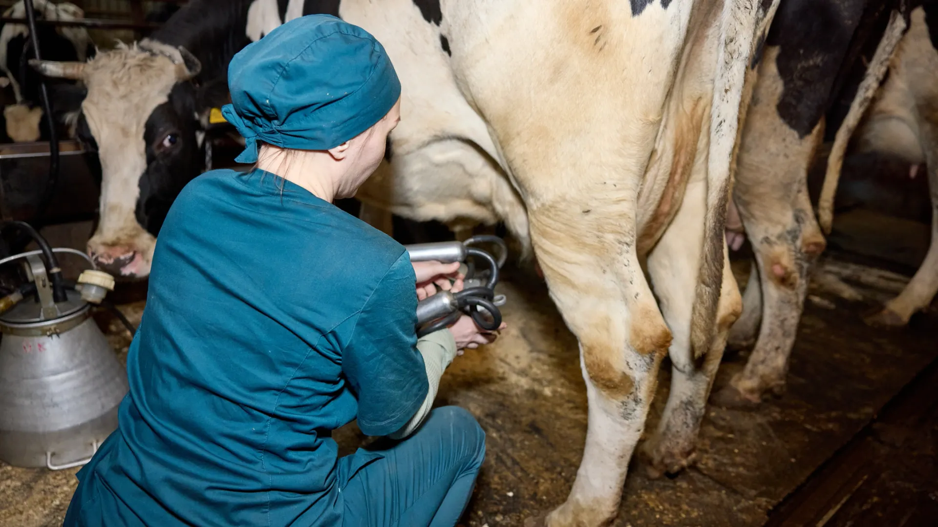 А много корова дает молока? Фото: Юрий Здебский /«Ямал-Медиа»